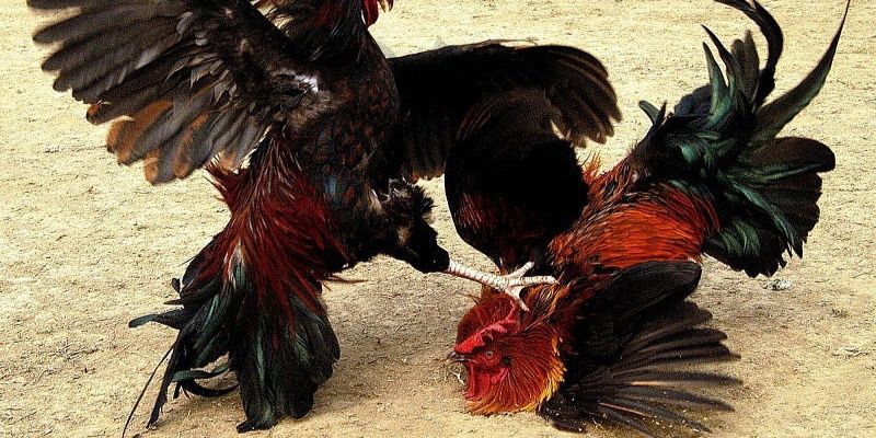 Giới thiệu những điểm ấn tượng của đá gà Thomo HUBET